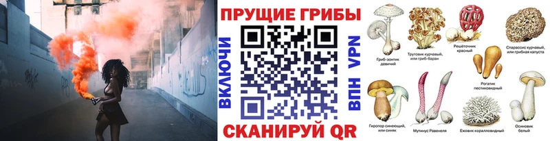 Галлюциногенные грибы Psilocybe Апрелевка